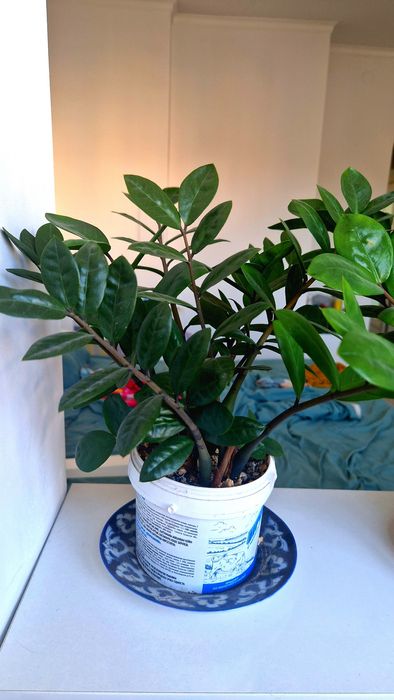 Доллоровое цветы