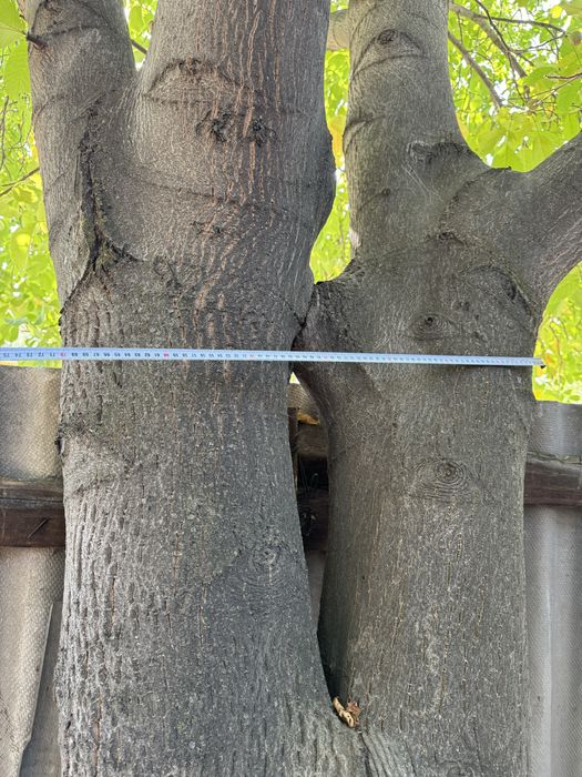 Дерево ореха на распил