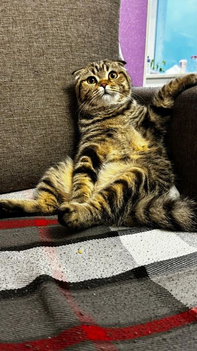 Кошка домашнее животное