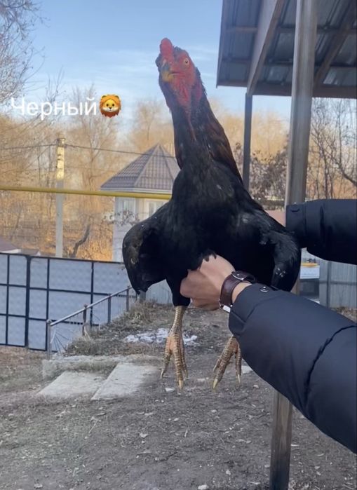 Продам  дакан джужик