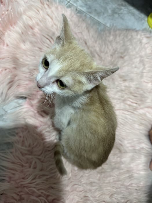 котенок домашний