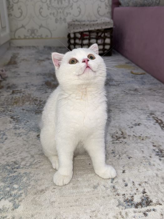 шотландский скоттиш-фолд