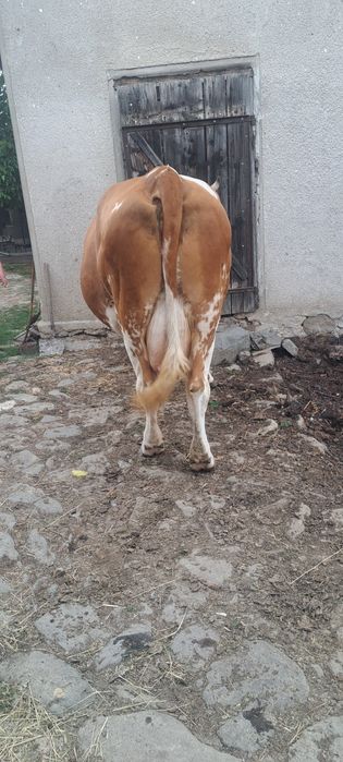 Vacă de vanzare .