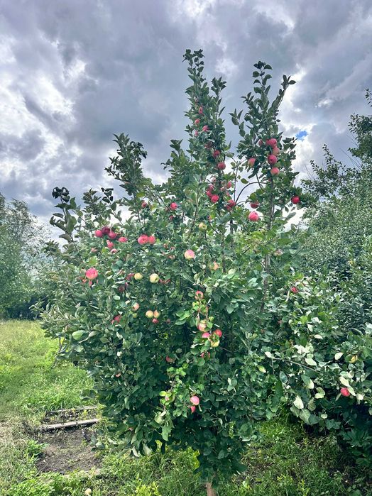 Продам дачу Восход в хорошем месте