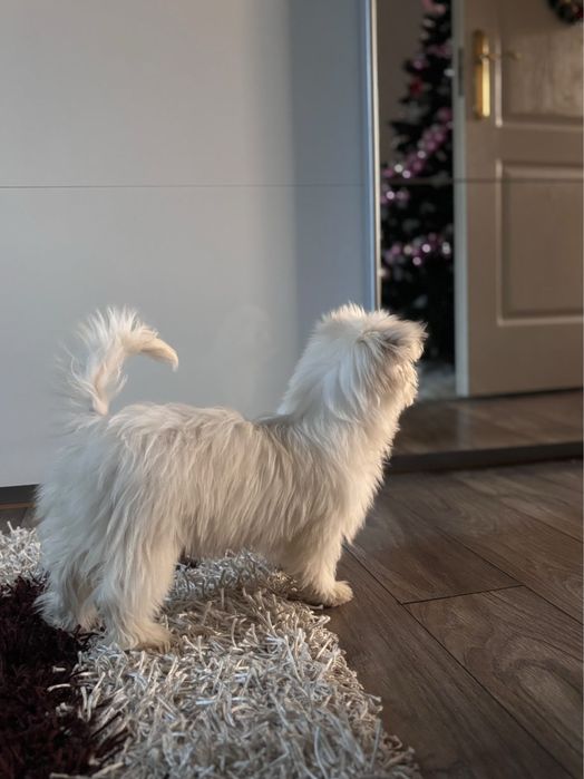 Vând  câine bichon