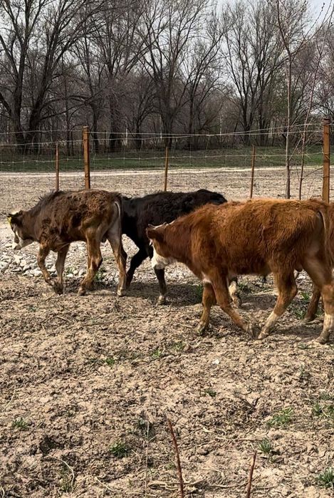 Продам бычков бука сатамын