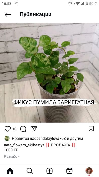 Продам фикусы сортовые.
