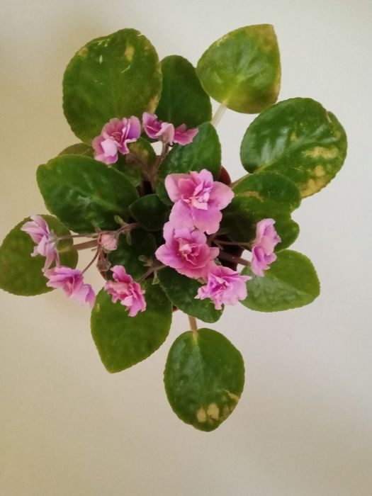 Листочки по 200 т.