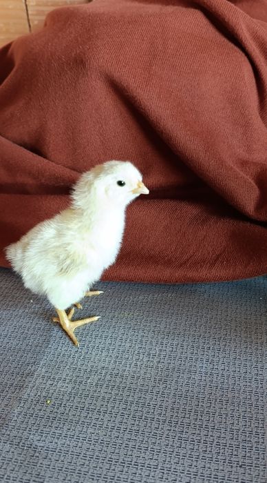 Малки пилета от носачки