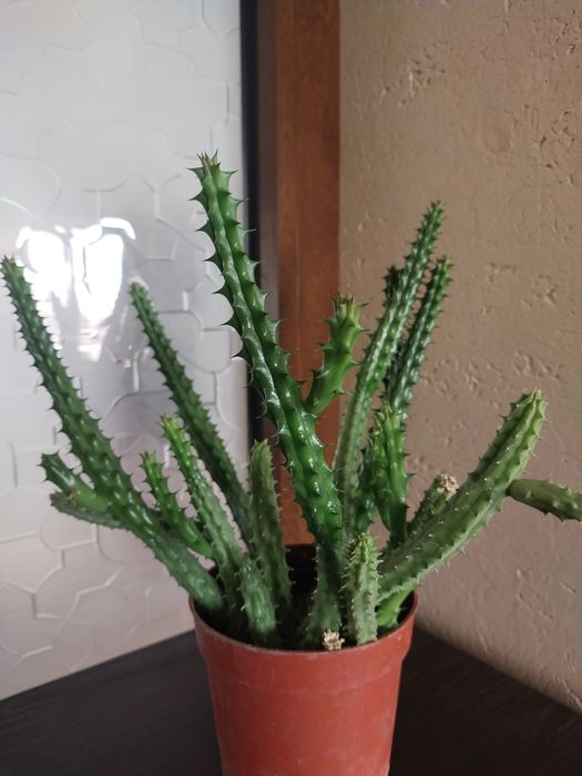 Срочно продаётся Гуэрния