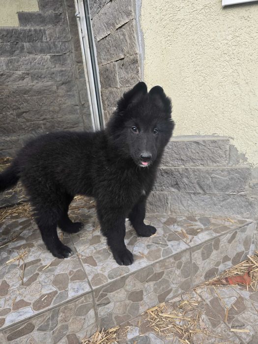 Ciobanesc belgian groenendael