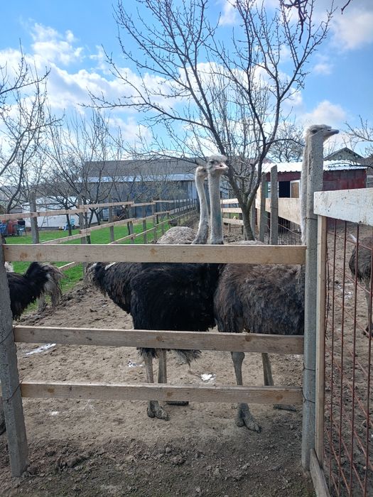Vând o familie de struții ouătoare cu prețul  1700 € negociabil!