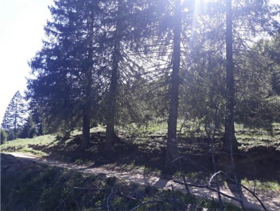 Teren intravilan Poiana Brasov