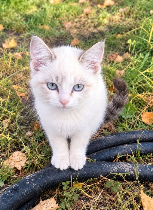 Отдам котят в добрые руки