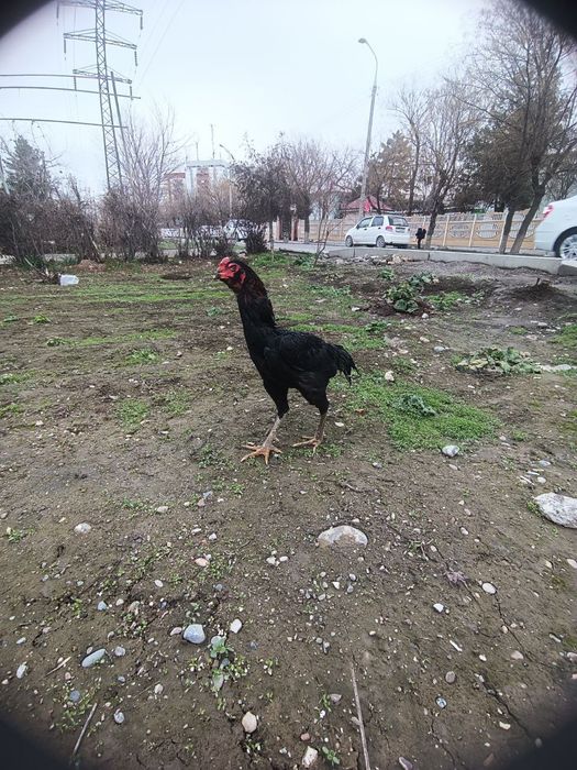 Dakan xoroz antikvar toshi qeyshiq