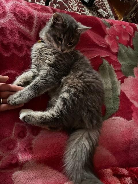 Mushuk sotiladi zottor