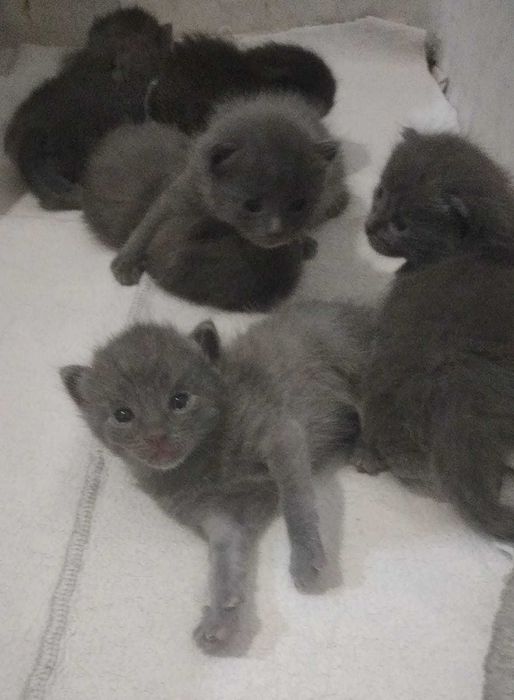 Породистые Котятки