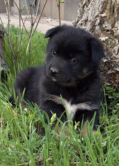 Девочка щенок в добрые руки