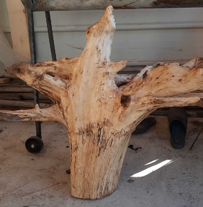 Декорация за градината- 2 корена от Дъб