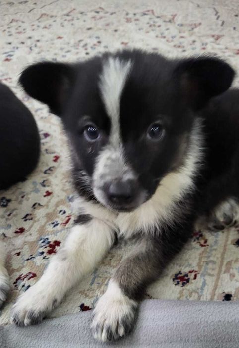 Щенки в хорошие руки