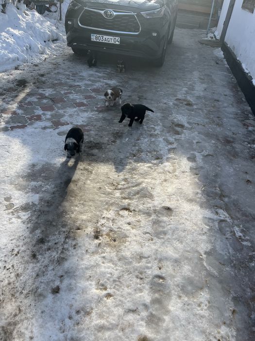 Отдадим в добрые руки щенят,мальчики и девочки.
