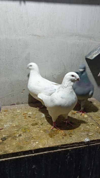 Voiajori standard de frumusețe