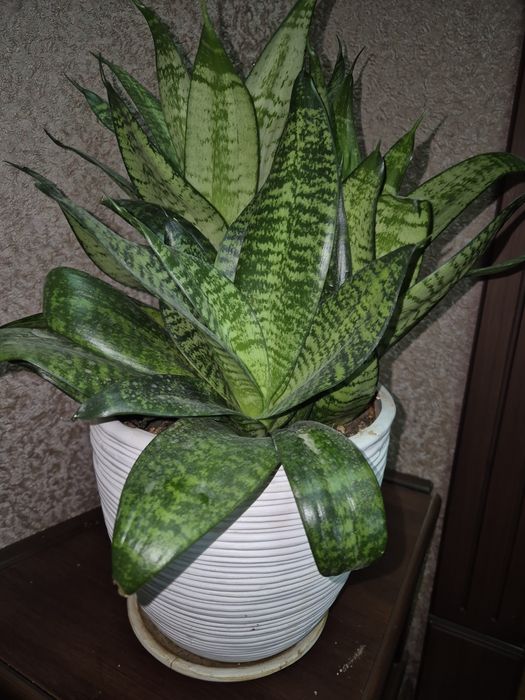 Комнатные цветы Сансевьера