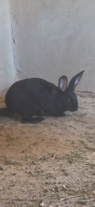 Куёнлар сотилади