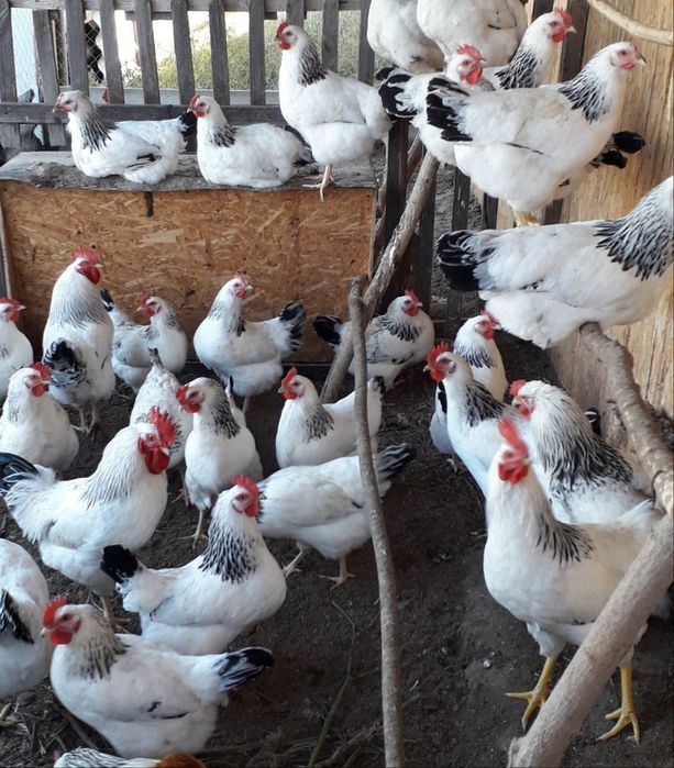 Адлер семейка туып тур