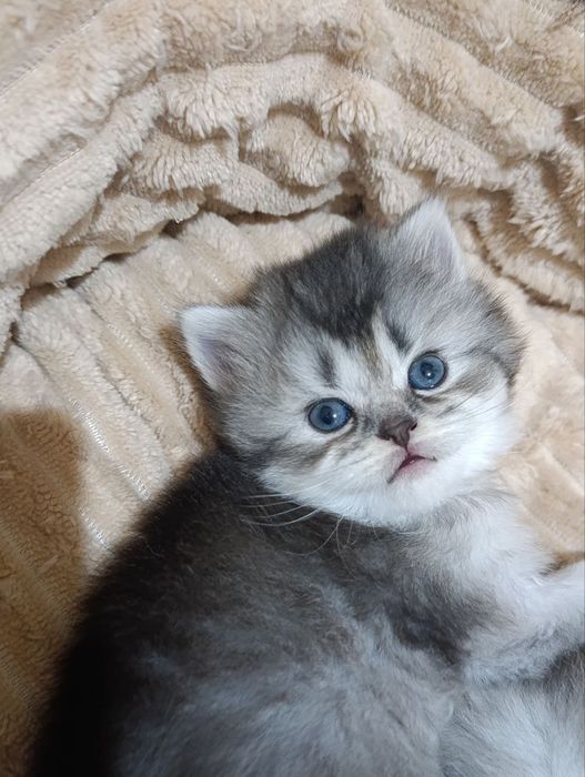 Шотландские  вислоухие котята