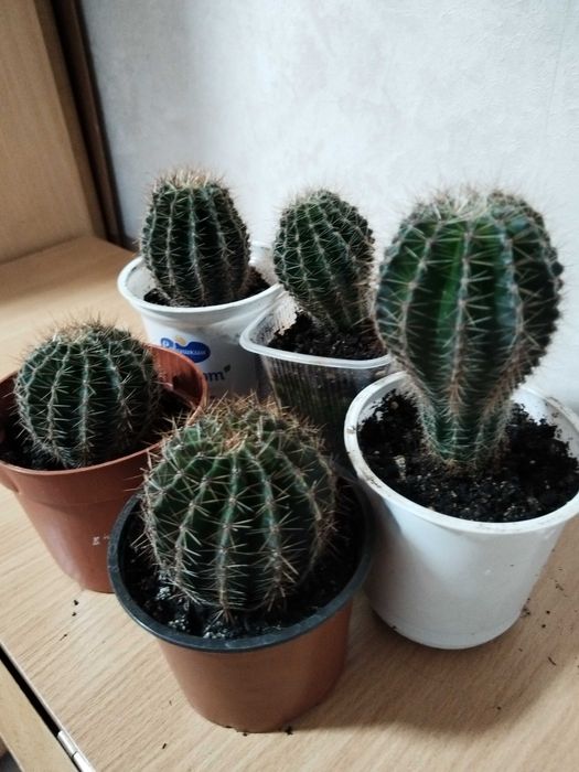 Продам кактусы 1000т 1шт