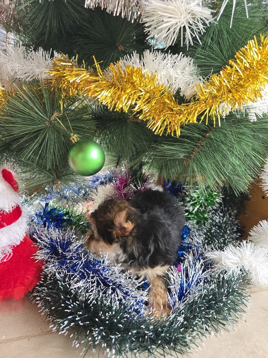 Мини йоркширски териер