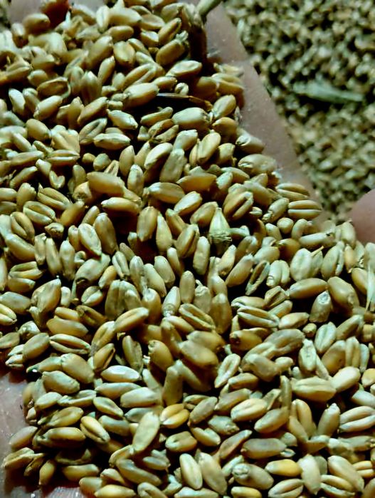 Qozoqiston bug'doyi 4 klass/пщеница 4 класс Казахстан