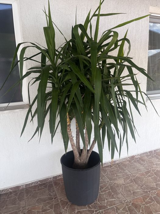Yucca matură de interior/exterior - plantă decorativă mare