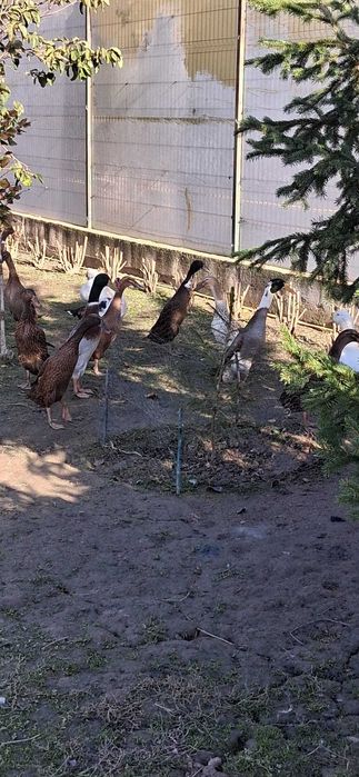 Rațe indiene tinere