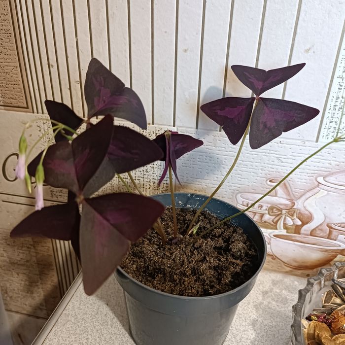 Продам цветок окалис