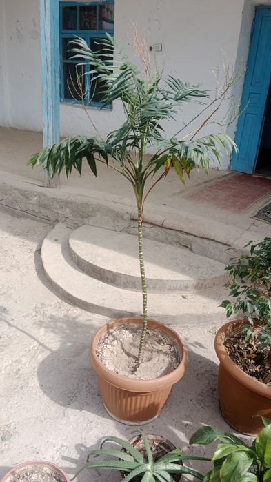 Цветы әдемі гүлдер