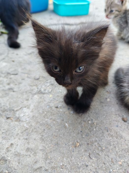 Отдам котят в хорошие руки