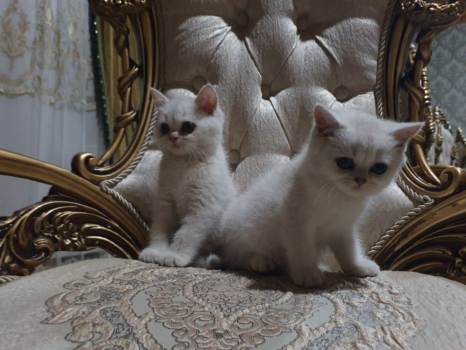 Серебрянная шиншилла