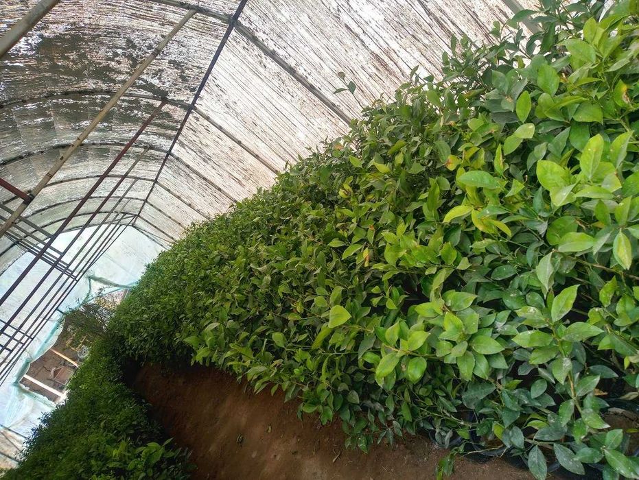 limon, apelsin, mandarin, kumkuva, kuchatlari ishonchli 100%