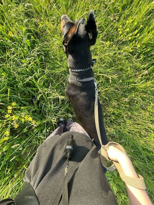 Выгул собак средних и мелких неагрессивных  пород