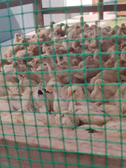 Жужа сотувда хаммаси товук срочно сотилади