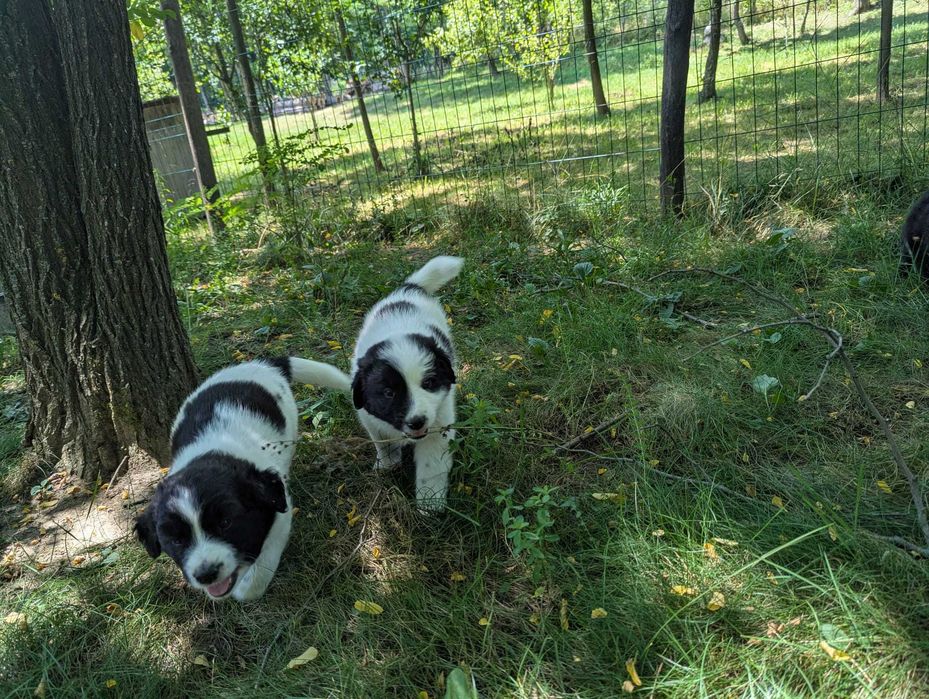 Catei draguti pentru adoptie, Valea Danului, Arges