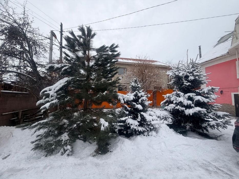 Продам сосну и ели.