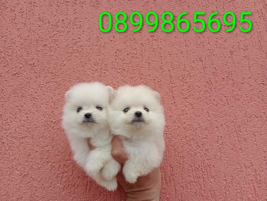 Мини Померанчета!