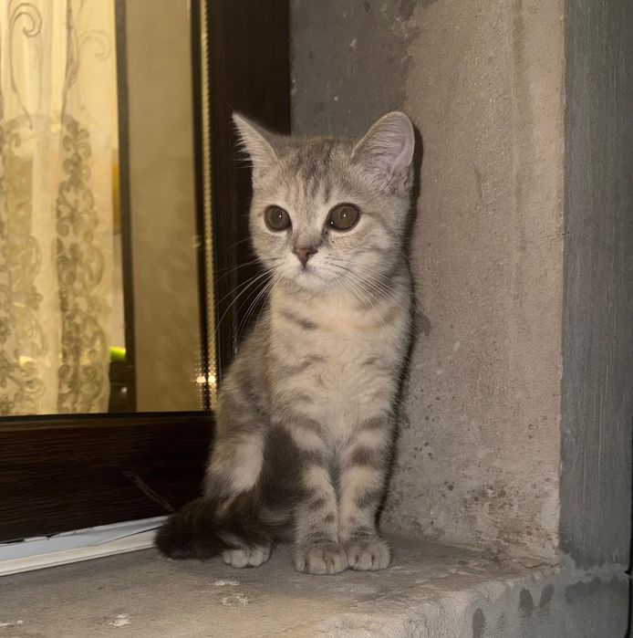 Мать и дочь шотландская шиншила