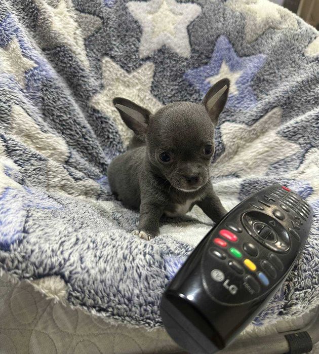 Предлагается к продаже мальчик Чихуахуа лилового окраса