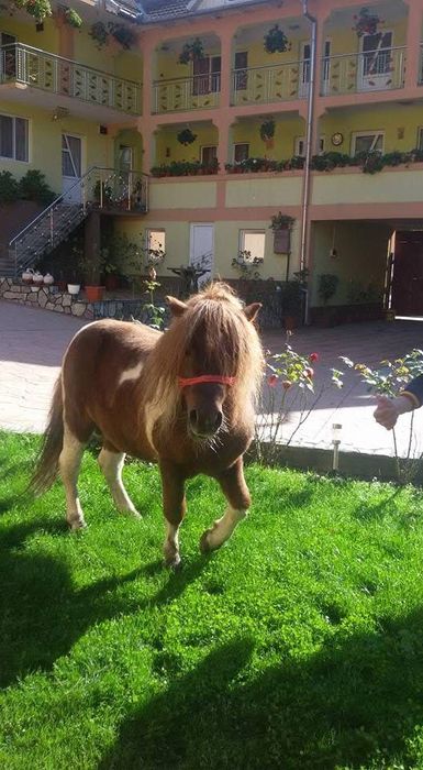 Vand ponei foarte cuminte