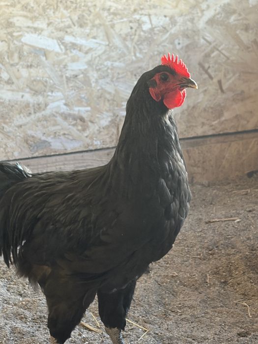 Vând cocoș Australorp tineret- rasa pură