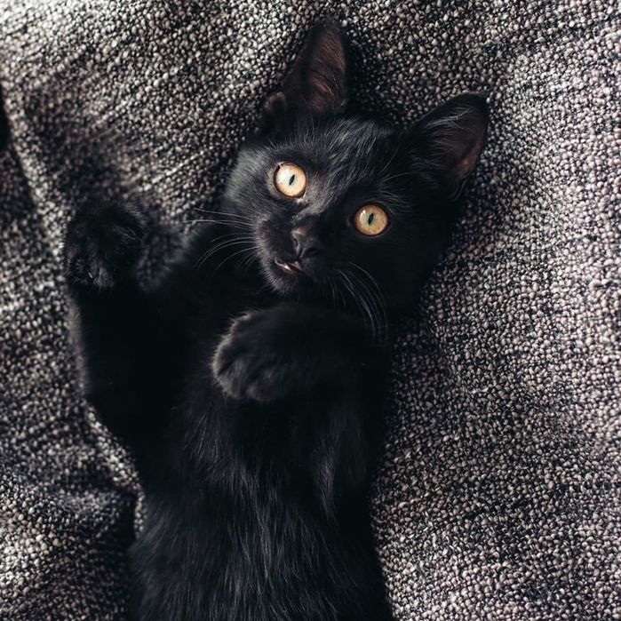 Бомбейский котята